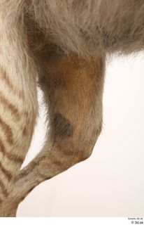 Striped Hyena Hyaena hyaena leg 0018.jpg